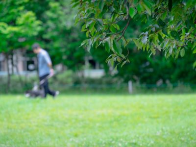 豊かな自然が広がる公園の景色
